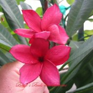 Siam Lavender Seedling