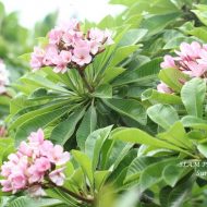 Siam Pink Pudica- New for 2016!