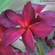 SJ Burgundy Fire- NEW!