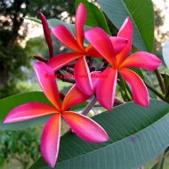 Solar Flare- 5 Seeds