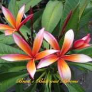 Som Raya/Firestorm-5 Seeds