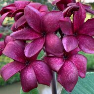Speckled Jewel