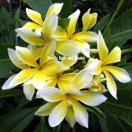 Spidery Yellow- 5 Seeds