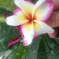 Starry Night-- A Variegated Beauty!