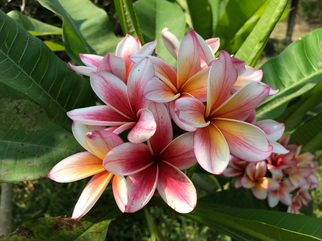 Sun Kiss Brad's Buds and Blooms