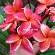 Sweet Lyndi- RARE- 5 Seeds