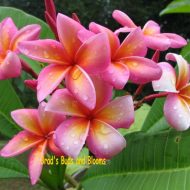 Tahitian Sunset- 5 seeds