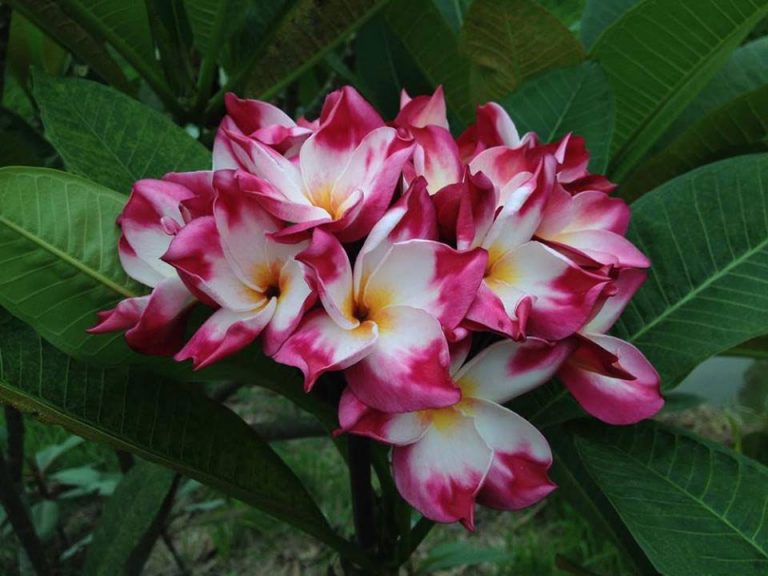Brad's Buds and Blooms Your source for beautiful plumeria and amazing
