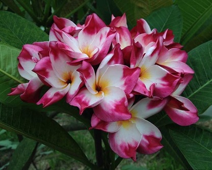 Cutting/Grafted plumeria/Plants/"Purple1" /10-12 inches 