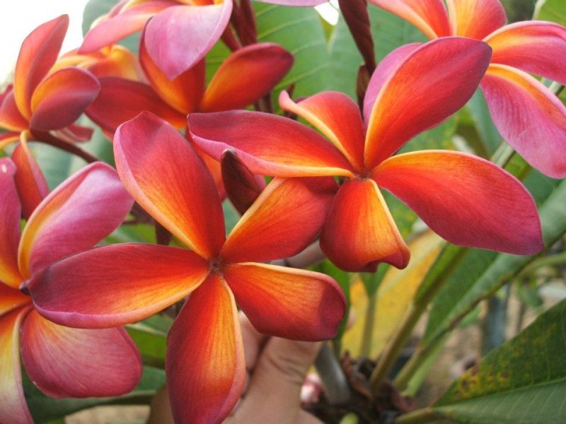 Tequila Sunrise- LAST ONE!