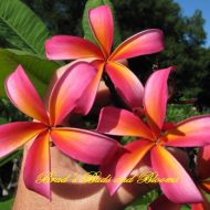 Teresa Wilder- 5 seeds