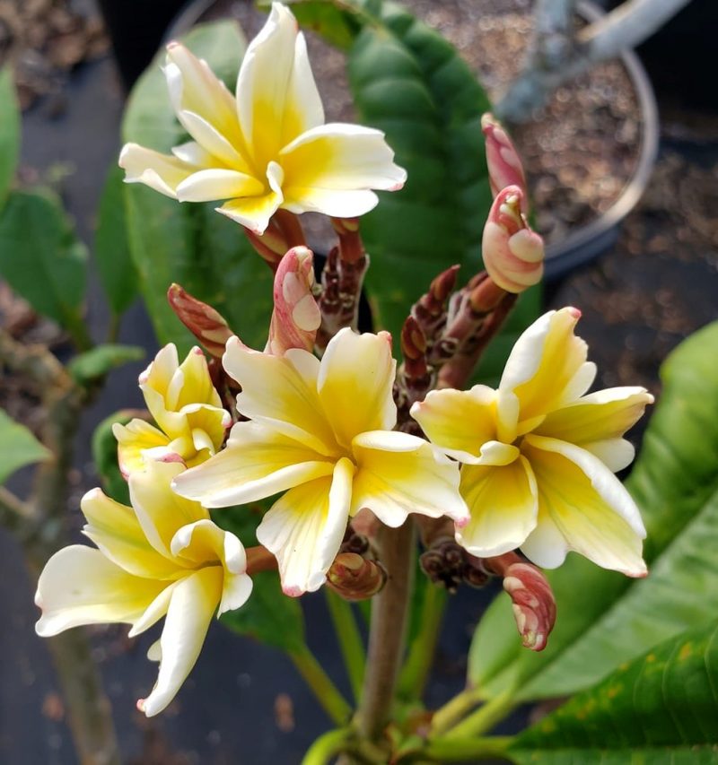 Tinkerbelle- RARE and Unique Beauty! One Plant Only! - Image 3