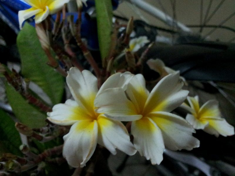 Tinkerbelle- RARE and Unique Beauty! One Plant Only! - Image 2
