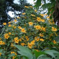 Mexican Sunflower- Can NOT Ship to CA or AZ