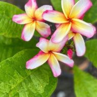 Variegated Diane's Sunset Passion- BIG Vibrant Blooms! (SJ)