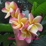 Vera Cruz Rose- 50 Seeds