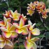 Vera Cruz Rose- EXTREME ROSE FRAGRANCE! - Image 2
