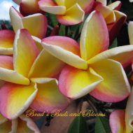 Vera Cruz Rose- Strong ROSE FRAGRANCE!