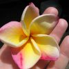Vera Cruz Rose- EXTREME ROSE FRAGRANCE! - Image 3