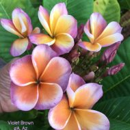 Violet Brown-  5 seeds- NEW & Limited!