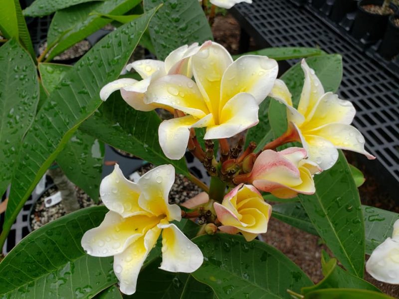 Vishnu Gold-BIG Tulip Shaped Flowers! - Image 2