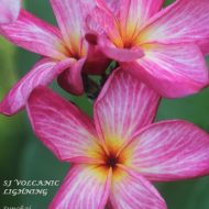 Volcanic Lightning (Sunchai)- New for 2023