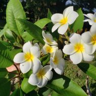 White Ball-- 5 seeds