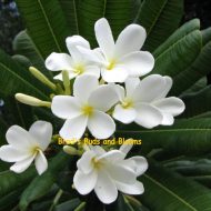 Plumeria obtusa- Wild Yucatan