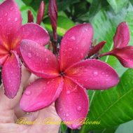 Wildfire- 5 Seeds- Rare- LAST PACK!