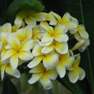 Yellow Jack