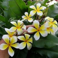 Yellow White Pinwheel- 5 seeds