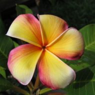 Yugumbah Spirit (aka Olde Gold) Rare- 5 Seeds